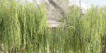 collection willow trees vol12-Blender
