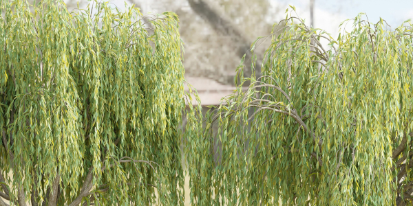 collection willow trees vol12-Blender