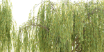 collection willow trees vol12-Blender