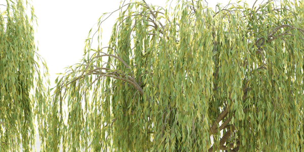 collection willow trees vol12-Blender
