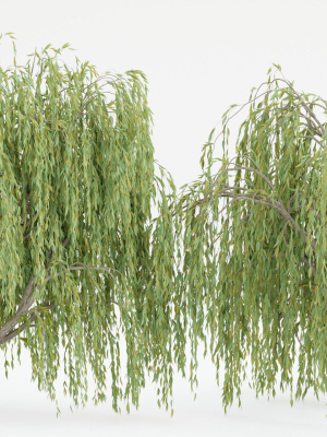 collection willow trees vol12-Blender