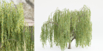 collection willow trees vol12-Blender