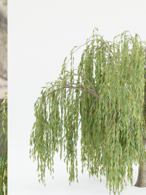 collection-willow-trees-vol12-blender-3d-model-c6d875d026