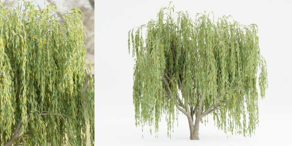 collection willow trees vol12-Blender