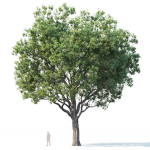 Common oak Nr7 H11-13m Three tree set
