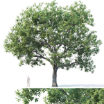 Common oak Nr7 H11-13m Three tree set