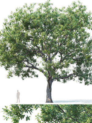 common-oak-nr7-h11-13m-three-tree-set-3d-model-2fadfea153