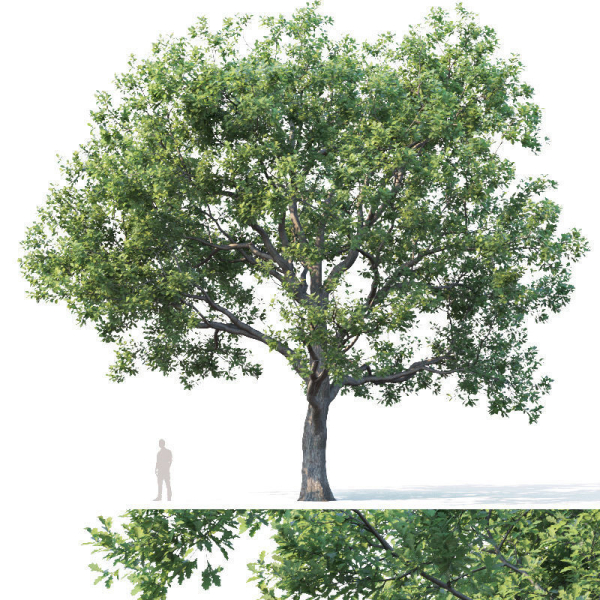 Common oak Nr7 H11-13m Three tree set