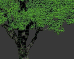 Common oak Nr7 H11-13m Three tree set