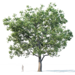 Common oak Nr7 H11-13m Three tree set