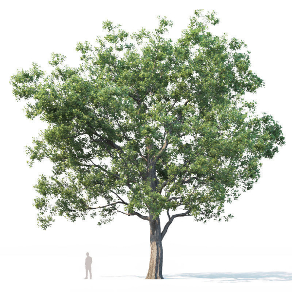 Common oak Nr7 H11-13m Three tree set