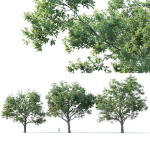 Common oak Nr7 H11-13m Three tree set
