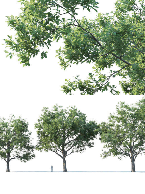 Common oak Nr7 H11-13m Three tree set