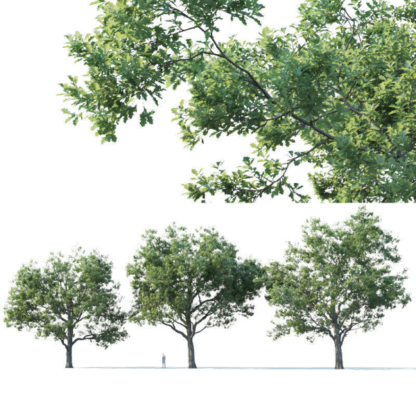 Common oak Nr7 H11-13m Three tree set