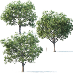 Common oak Nr7 H11-13m Three tree set