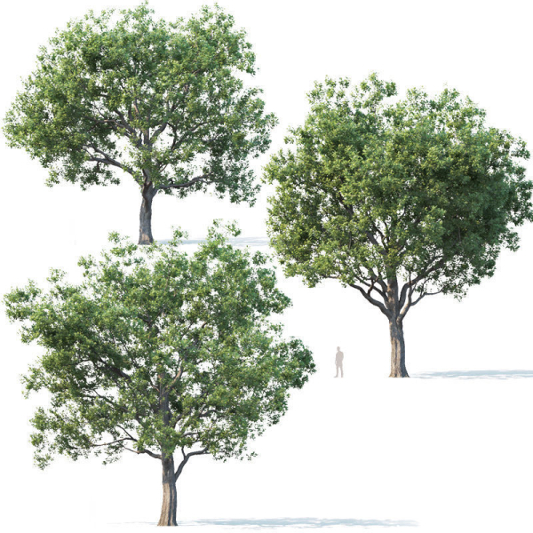 Common oak Nr7 H11-13m Three tree set