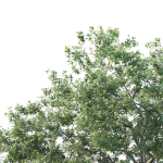 Common oak Nr7 H11-13m Three tree set