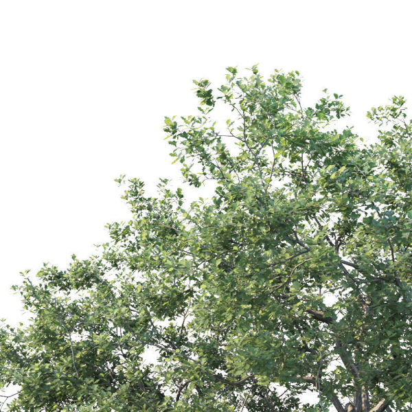 Common oak Nr7 H11-13m Three tree set