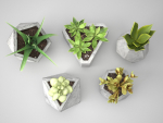 Concrete Potted Cactus Set