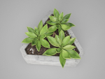 Concrete Potted Cactus Set