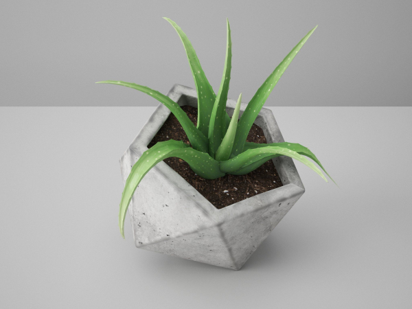 Concrete Potted Cactus Set