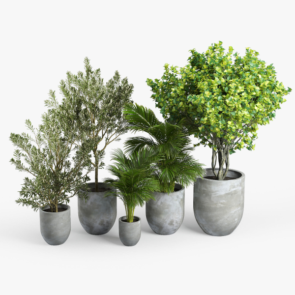 Concrete set tree in pot