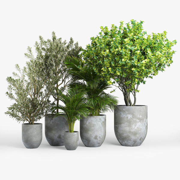 Concrete set tree in pot