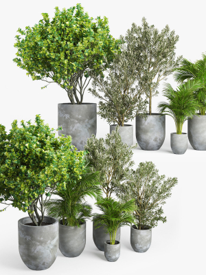 Concrete set tree in pot