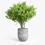 Concrete set tree in pot