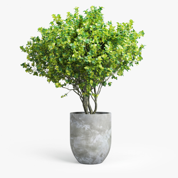 Concrete set tree in pot