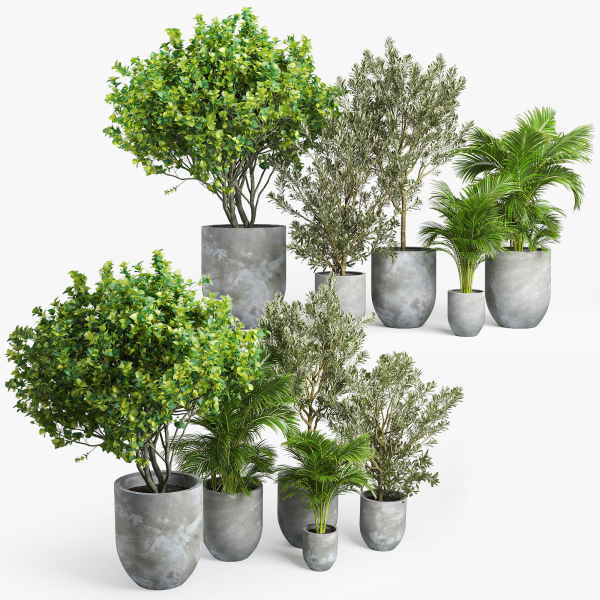 Concrete set tree in pot