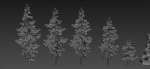 Conifer