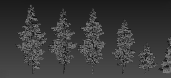 Conifer