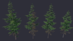 Conifer