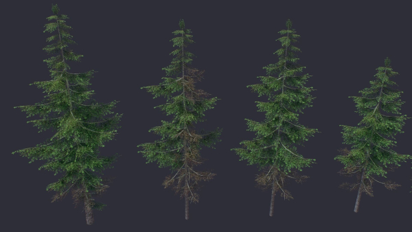 Conifer