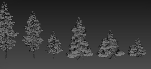 Conifer
