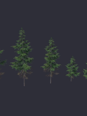 Conifer