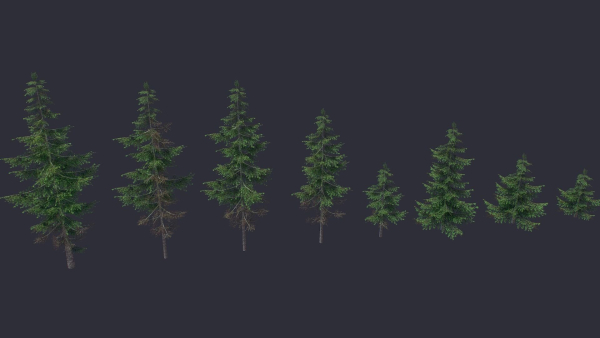 Conifer