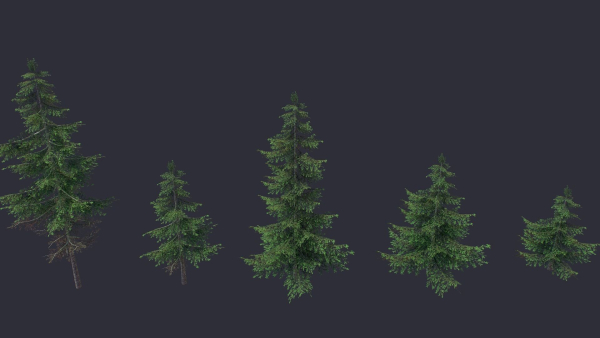Conifer