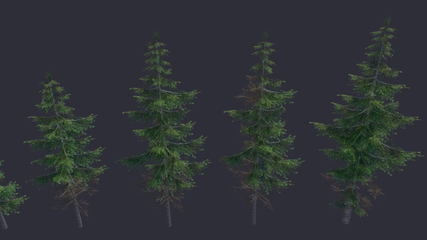 Conifer
