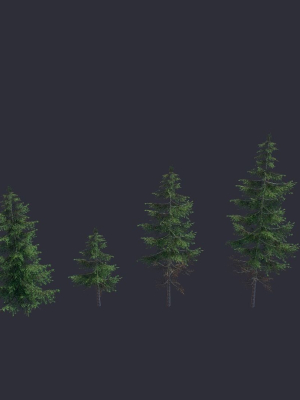 conifer-3d-model-d8bec52253