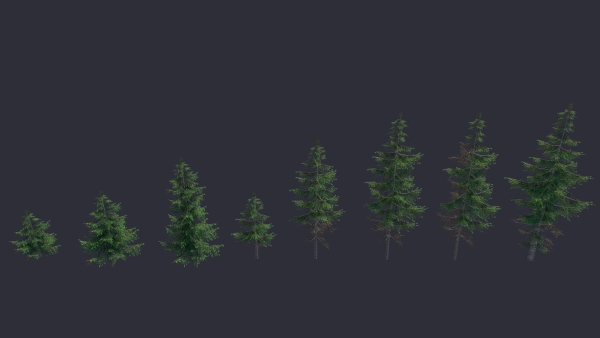 Conifer