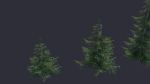 Conifer