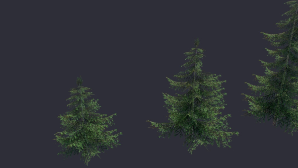 Conifer