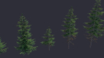 Conifer