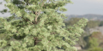 Conifer trees collection vol 130-Blender