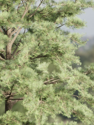 conifer-trees-collection-vol-130-blender-3d-model-244f99a10a