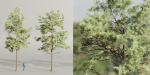 Conifer trees collection vol 130-Blender