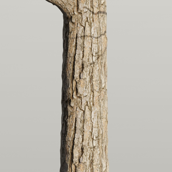 Conifer trees collection vol 130-Blender