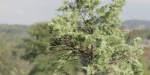 Conifer trees collection vol 130-Blender